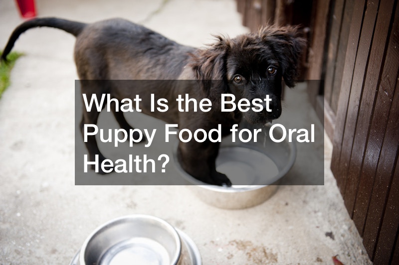 What Is the Best Puppy Food for Oral Health?